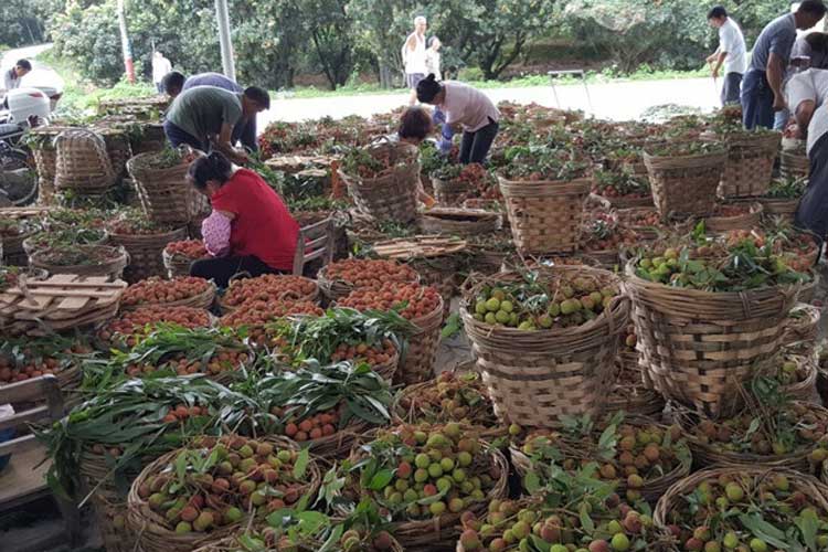 1532418158344528.jpg 挑選荔枝.jpg