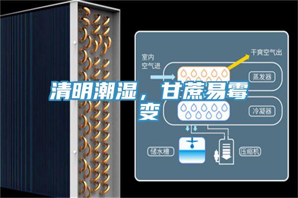 清明潮濕,甘蔗易霉變