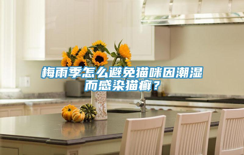 梅雨季怎么避免貓咪因潮濕而感染貓癬？