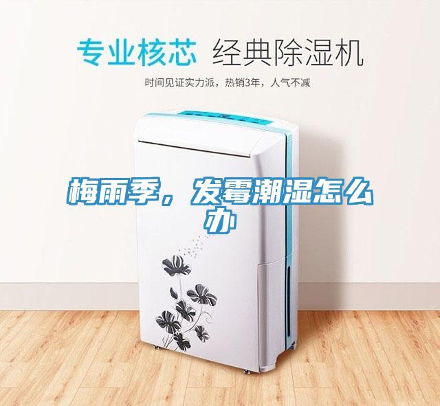 梅雨季,發霉潮濕怎么辦