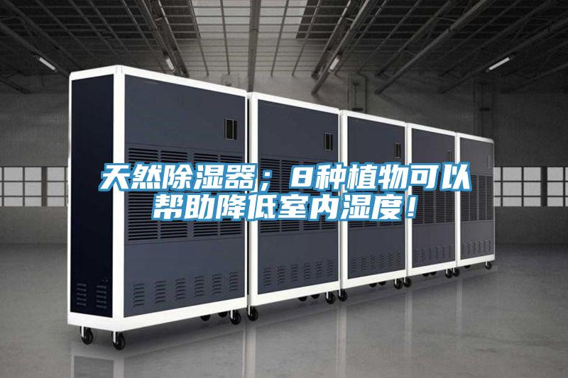 天然除濕器；8種植物可以幫助降低室內濕度！