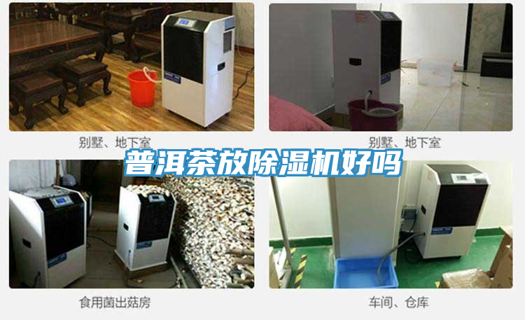 普洱茶放除濕機(jī)好嗎
