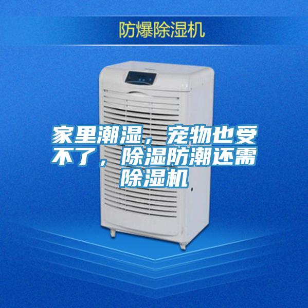家里潮濕,寵物也受不了,除濕防潮還需除濕機(jī)